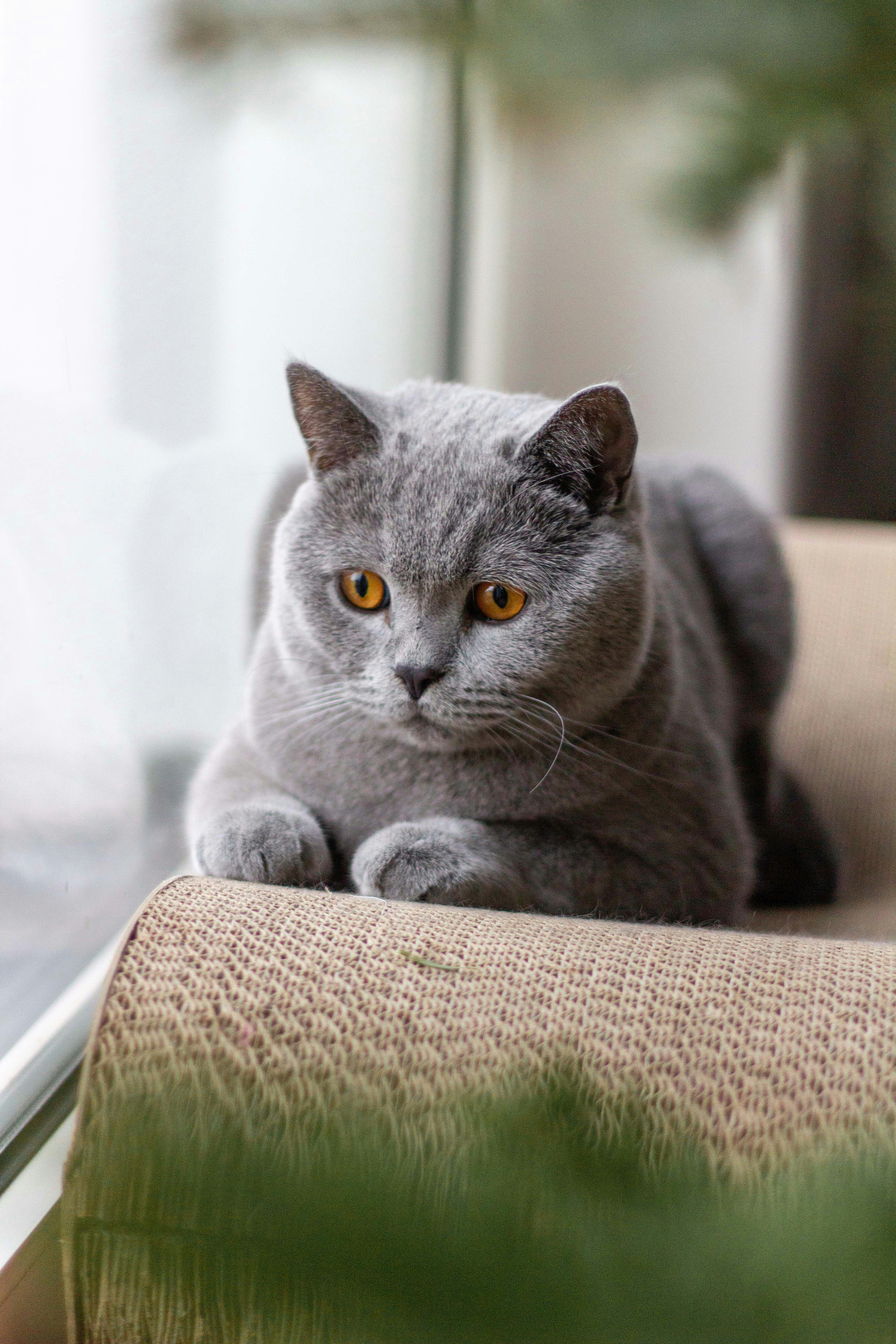 Pon Pon the cat