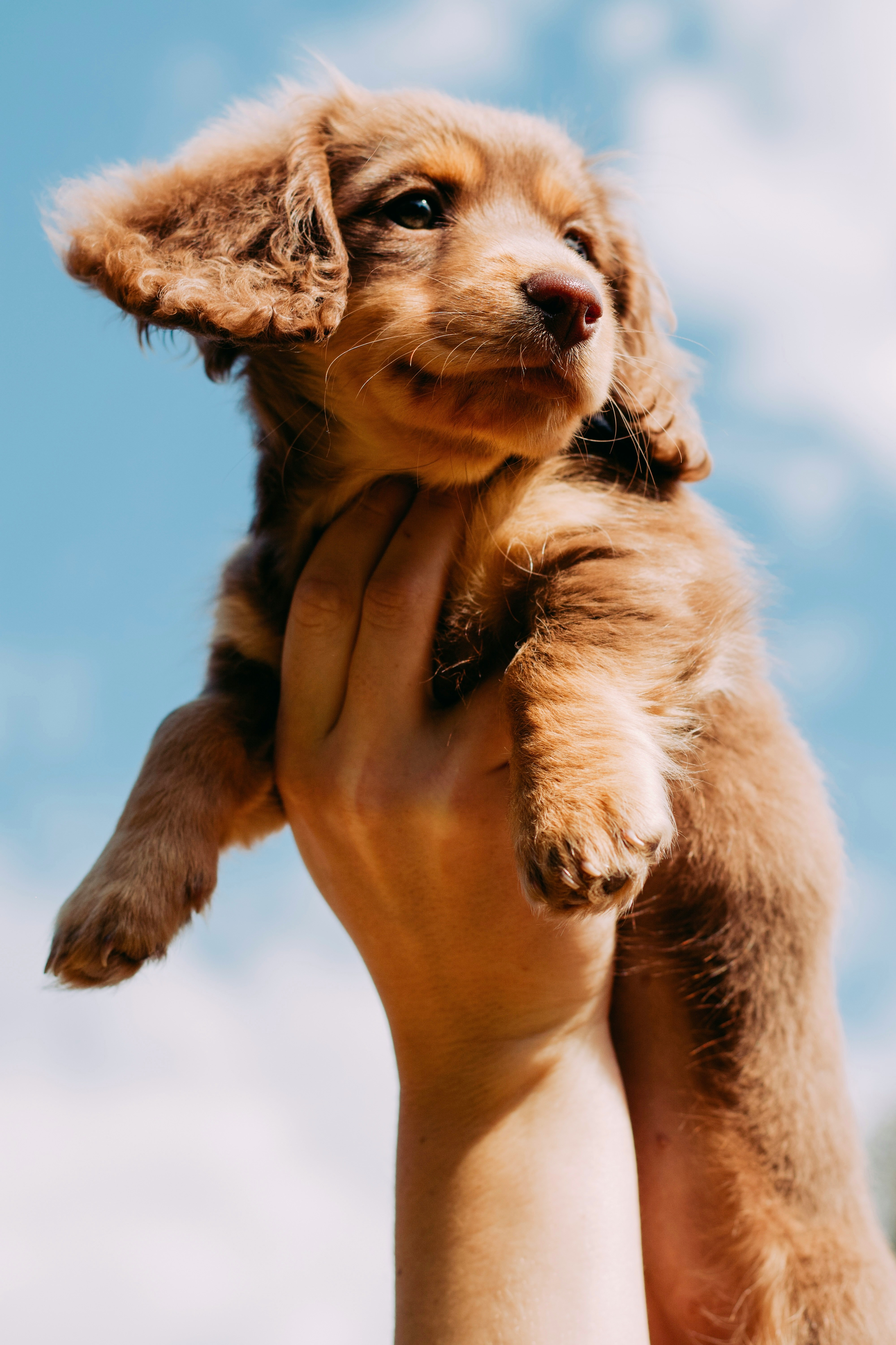 Princess the dog