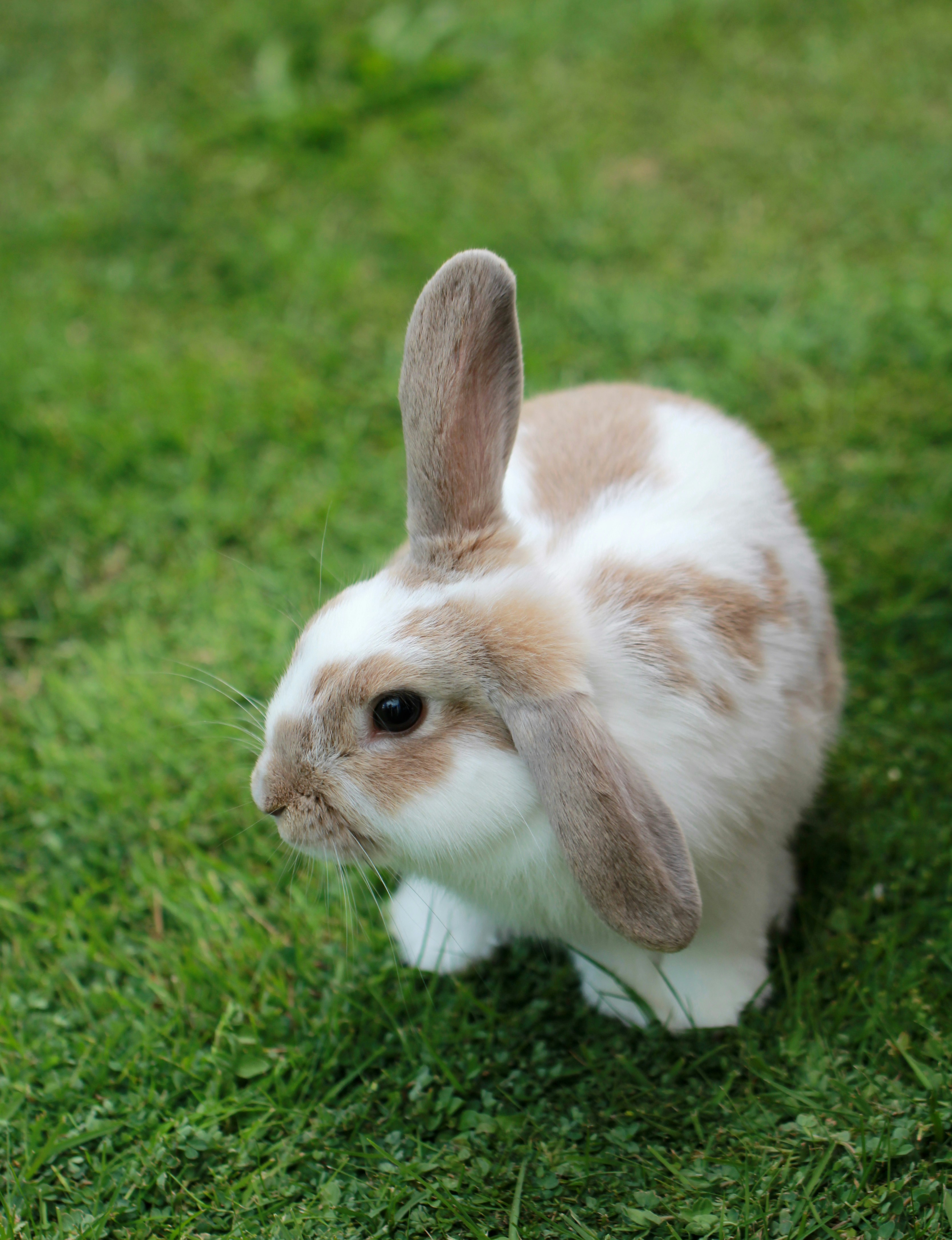 Spots the bunny