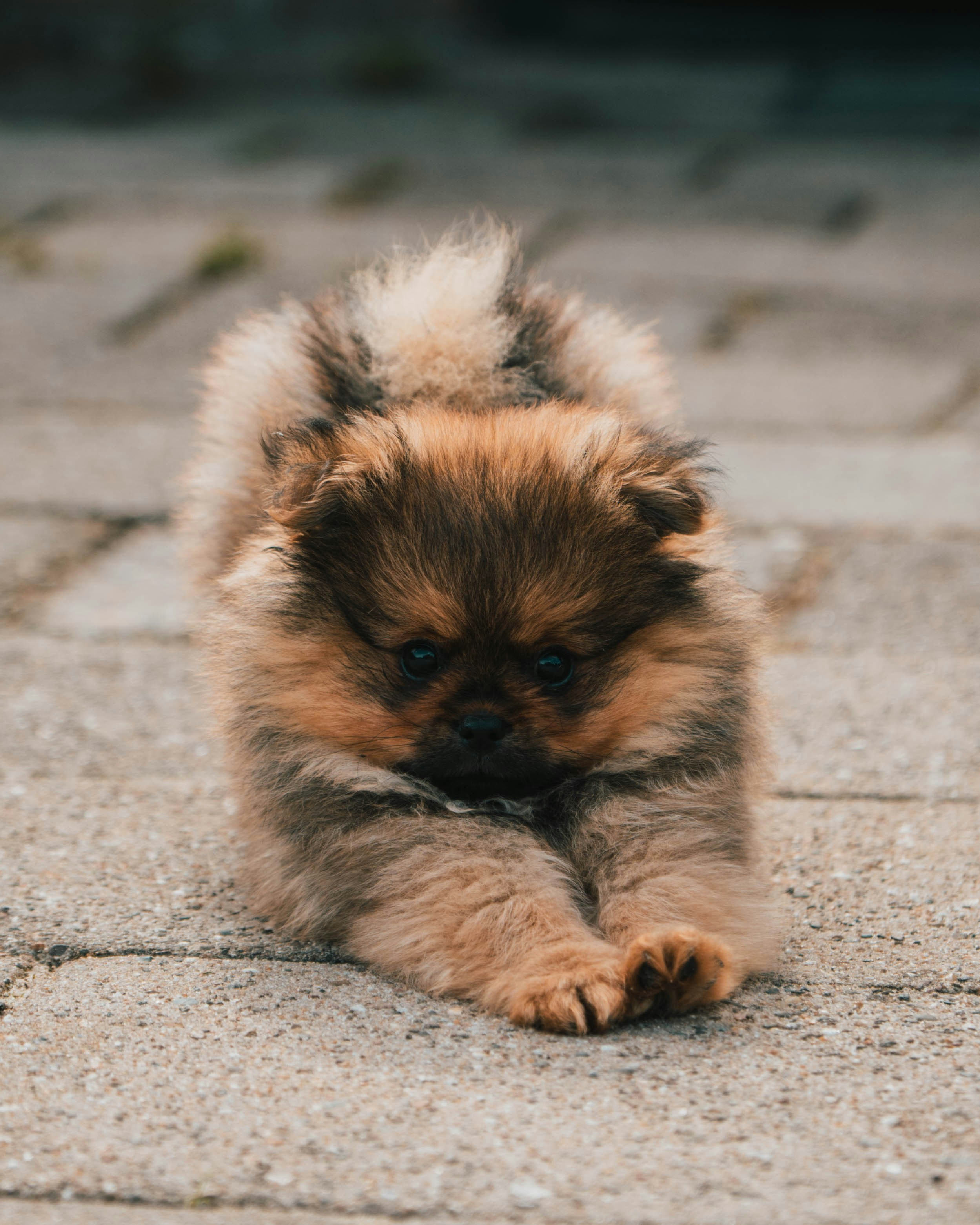 Sushi the dog